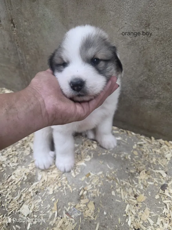 Orange – Great Pyrenees puppy for sale in Chippewa Falls, WI