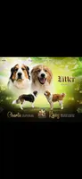 Maroon, a female Bernese Mountain Dog and Great Pyrenees for sale in Chippewa Falls, WI – 2 of 3