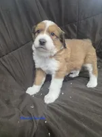 Maroon, a female Bernese Mountain Dog and Great Pyrenees for sale in Chippewa Falls, WI – 2 of 2