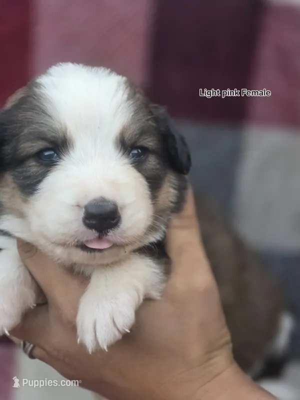 Light pink – Bernese Mountain Dog, Great Pyrenees puppy for sale in Chippewa Falls, WI