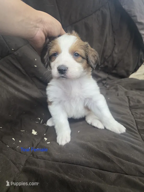 Teal – Bernese Mountain Dog, Great Pyrenees puppy for sale in Chippewa Falls, WI
