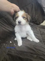 Teal, a female Bernese Mountain Dog and Great Pyrenees for sale in Chippewa Falls, WI – 1 of 2