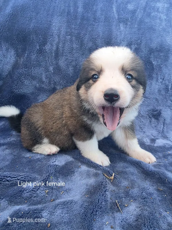 Light pink – Bernese Mountain Dog, Great Pyrenees puppy for sale in Chippewa Falls, WI