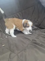 Teal, a female Bernese Mountain Dog and Great Pyrenees for sale in Chippewa Falls, WI – 2 of 2