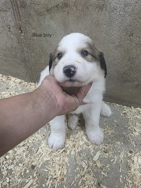 Blue – Great Pyrenees puppy for sale in Chippewa Falls, WI