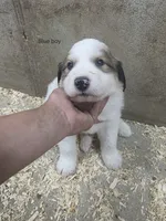 Blue, a male Great Pyrenees for sale in Chippewa Falls, WI – 1 of 1