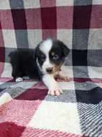 Brown, a male Australian Shepherd for sale in Chippewa Falls, WI – 2 of 2