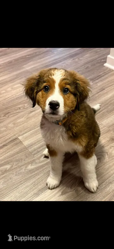 River – Bernese Mountain Dog, Great Pyrenees puppy for sale in Chippewa Falls, WI