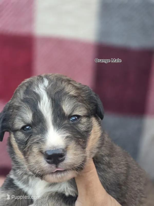 Orange – Bernese Mountain Dog, Great Pyrenees puppy for sale in Chippewa Falls, WI
