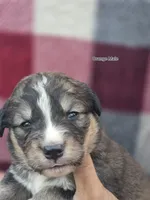 Orange, a male Bernese Mountain Dog and Great Pyrenees for sale in Chippewa Falls, WI – 1 of 1