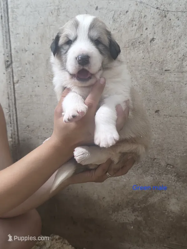 Orange – Bernese Mountain Dog, Great Pyrenees puppy for sale in Chippewa Falls, WI