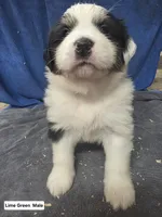 Lime Green, a male Bernese Mountain Dog and Great Pyrenees for sale in Chippewa Falls, WI – Photo 1 of 2