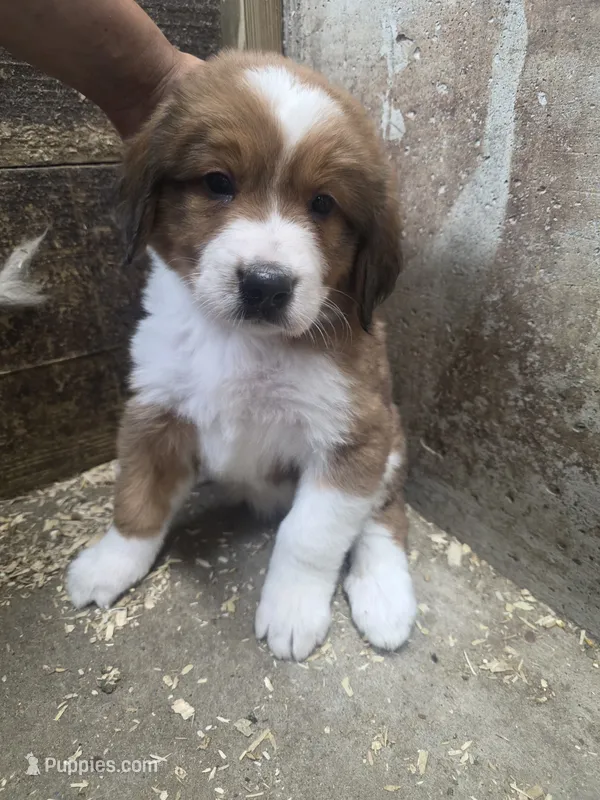 Maroon – Bernese Mountain Dog, Great Pyrenees puppy for sale in Chippewa Falls, WI