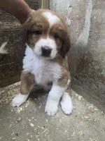 Maroon, a female Bernese Mountain Dog and Great Pyrenees for sale in Chippewa Falls, WI – 1 of 3
