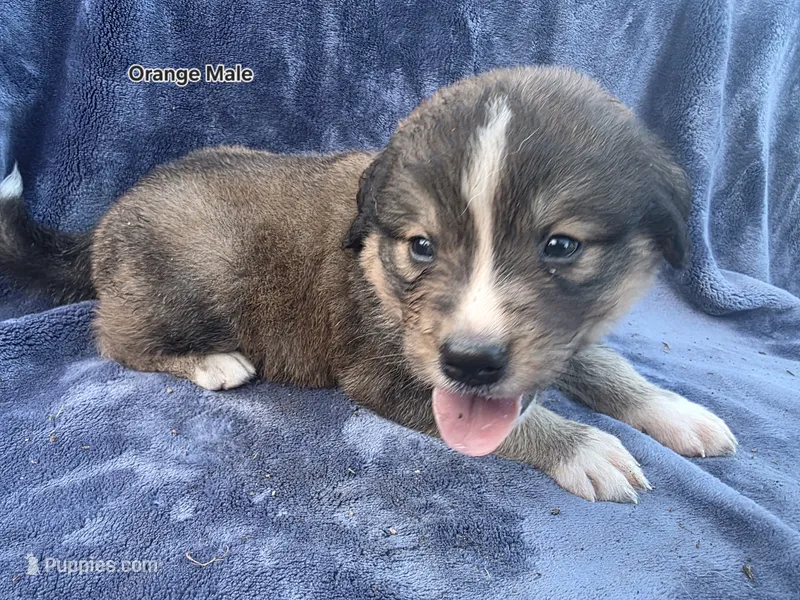 Orange – Bernese Mountain Dog, Great Pyrenees puppy for sale in Chippewa Falls, WI