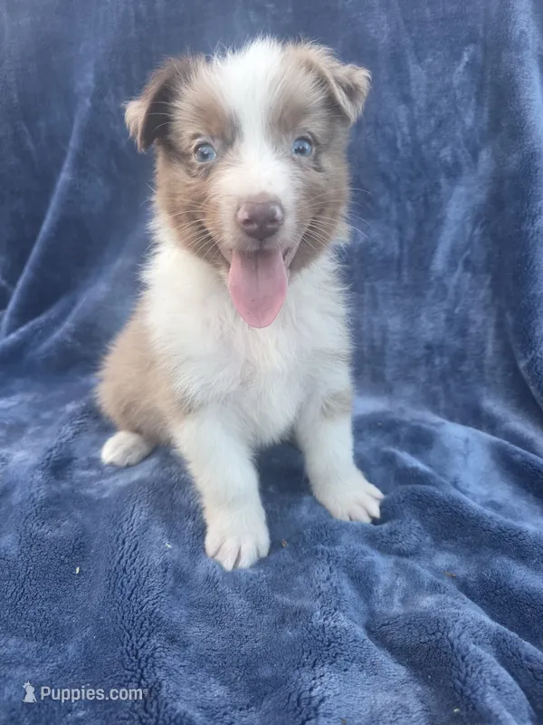 Brown – Australian Shepherd puppy for sale in Chippewa Falls, WI