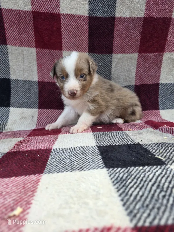 Blue – Australian Shepherd puppy for sale in Chippewa Falls, WI