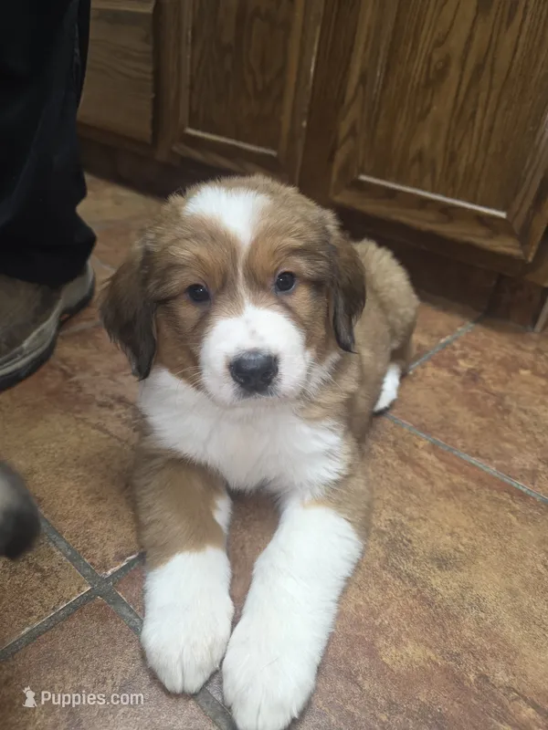 Maroon – Bernese Mountain Dog, Great Pyrenees puppy for sale in Chippewa Falls, WI