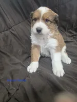 Maroon, a female Bernese Mountain Dog and Great Pyrenees for sale in Chippewa Falls, WI – 1 of 2
