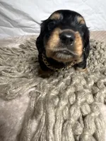 Bacon, a male Dachshund for sale in Ocala, FL – 2 of 5