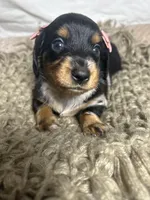 Pancake , a female Dachshund for sale in Ocala, FL – 2 of 6