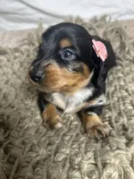 Pancake , a female Dachshund for sale in Ocala, FL – 3 of 6