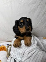 Bacon, a male Dachshund for sale in Ocala, FL – 5 of 6