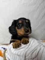 Bacon, a male Dachshund for sale in Ocala, FL – 4 of 6