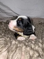 Biscuit, a male Dachshund for sale in Ocala, FL – 2 of 6