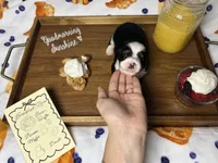 Biscuit, a male Dachshund for sale in Ocala, FL – 5 of 6