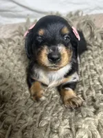 Pancake , a female Dachshund for sale in Ocala, FL – 4 of 6