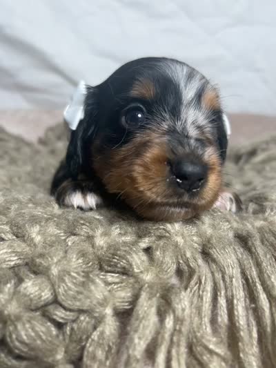 Waffle, a female Dachshund for sale in Ocala, FL – 5 of 5