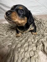 Bacon, a male Dachshund for sale in Ocala, FL – 4 of 5