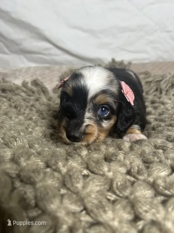 Muffin – Dachshund puppy for sale in Ocala, FL