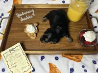 Bacon, a male Dachshund for sale in Ocala, FL – 5 of 5