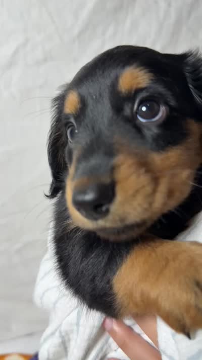 Bacon, a male Dachshund for sale in Ocala, FL – 6 of 6