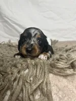 Waffle, a female Dachshund for sale in Ocala, FL – 2 of 5