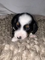 Biscuit, a male Dachshund for sale in Ocala, FL – 4 of 6