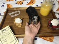 Waffle, a female Dachshund for sale in Ocala, FL – 3 of 5