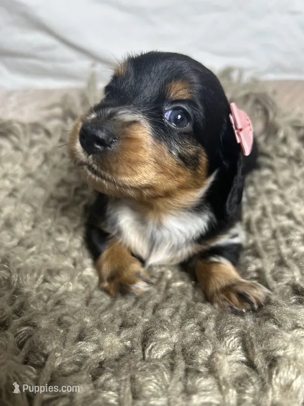Pancake  – Dachshund puppy for sale in Ocala, FL