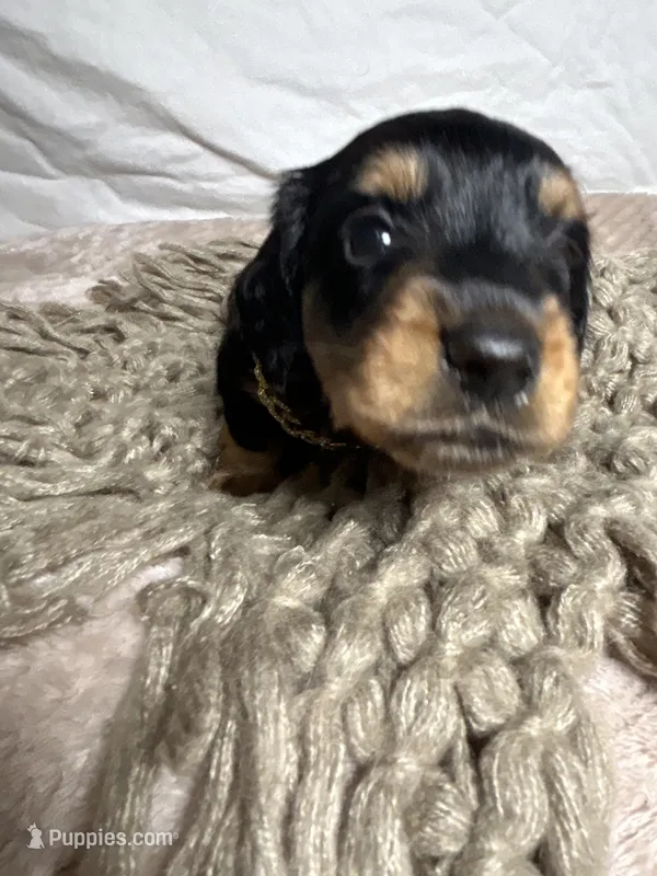 Bacon – Dachshund puppy for sale in Ocala, FL