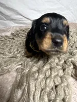 Bacon, a male Dachshund for sale in Ocala, FL – 1 of 5