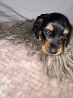 Bacon, a male Dachshund for sale in Ocala, FL – 3 of 5