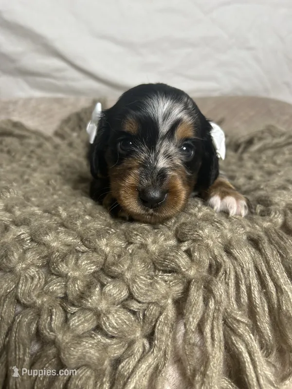 Waffle – Dachshund puppy for sale in Ocala, FL