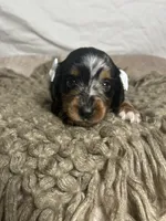 Waffle, a female Dachshund for sale in Ocala, FL – 1 of 5