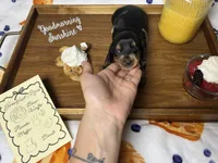 Pancake , a female Dachshund for sale in Ocala, FL – 5 of 6
