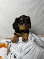 Bacon, a male Dachshund for sale in Ocala, FL – 1 of 6