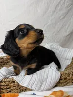 Bacon, a male Dachshund for sale in Ocala, FL – 3 of 6