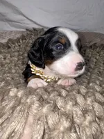 Biscuit, a male Dachshund for sale in Ocala, FL – 3 of 6