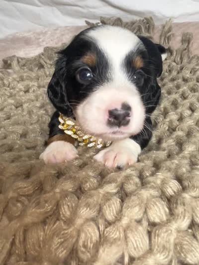 Biscuit, a male Dachshund for sale in Ocala, FL – 6 of 6